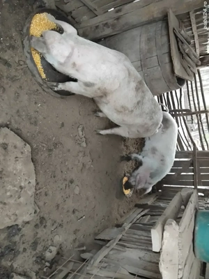 Disponibile 2 purcele 