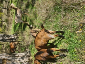 capre alpin franceze - imagine 3