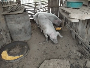 Disponibile 2 purcele  - imagine 2