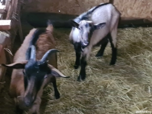 capre alpin franceze - imagine 2