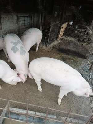 Porci rasa bazna și marele alb 