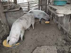 Disponibile 2 purcele  - imagine 3