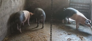 Porci pentru Crăciun,100 kg,metis Bazna-Pietrain - imagine 2