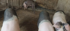 Porci pentru Crăciun,100 kg,metis Bazna-Pietrain - imagine 3