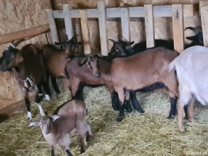 capre alpin franceze - imagine 4