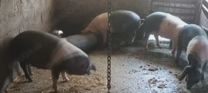 Porci pentru Crăciun,100 kg,metis Bazna-Pietrain