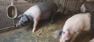 Porci pentru Crăciun,100 kg,metis Bazna-Pietrain - imagine 4