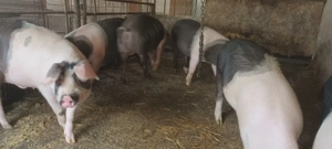 Porci pentru Crăciun,100 kg,metis Bazna-Pietrain - imagine 5