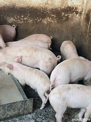 Vand purcei - imagine 2