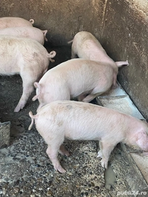 Vand purcei - imagine 3