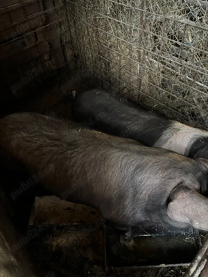 Vând porc gras - imagine 2