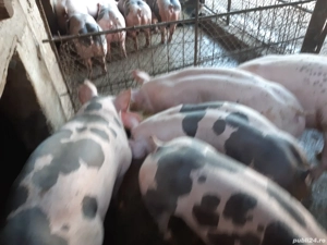 porci de carne pentru Crăciun  - imagine 5