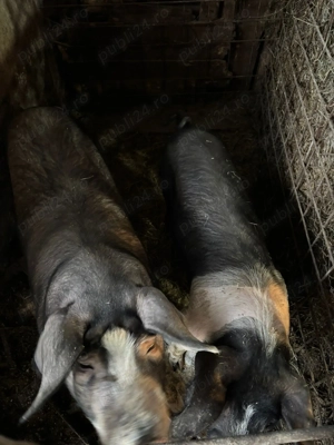 Vând porc gras - imagine 3