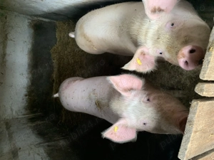 Porc de vanzare 150 kg - imagine 2