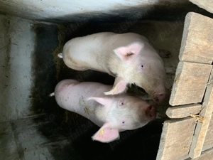 Porc de vanzare 150 kg