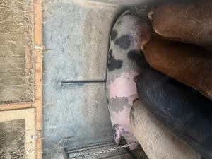 purcea de vanzare - imagine 2