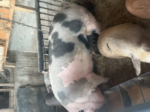 purcea de vanzare - imagine 3