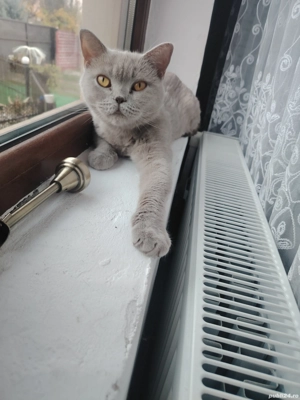 british short hair - imagine 4