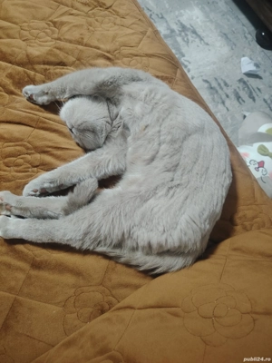 british short hair - imagine 2