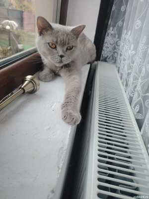 british short hair - imagine 5