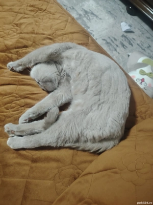 british short hair - imagine 3