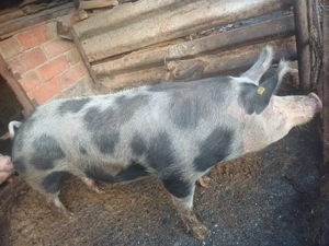 Se vinde purcea, rasa pietran