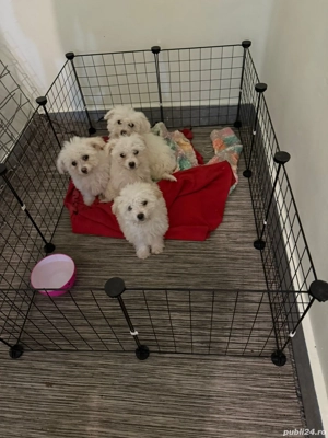 De vinzare bisoni maltezi 