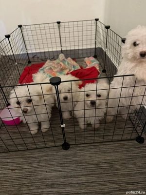 De vinzare bisoni maltezi 