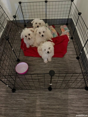 De vinzare bisoni maltezi  - imagine 2