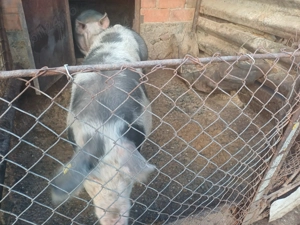 Purcea, rasa pietran - imagine 4