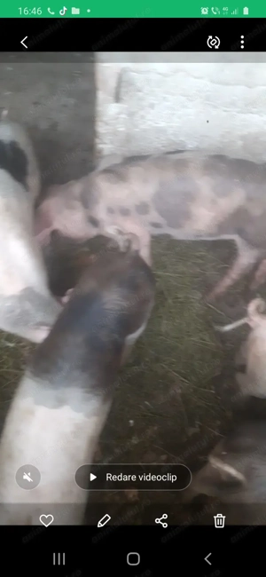 Grasuni      - imagine 2