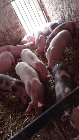 vând soldani rasa de carne  - imagine 3