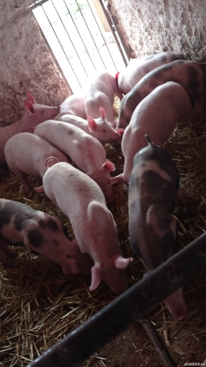 vând soldani rasa de carne  - imagine 2