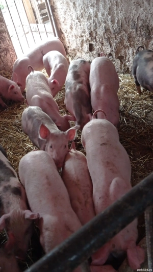 vând soldani rasa de carne  - imagine 4