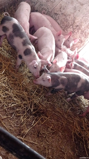 vând soldani rasa de carne  - imagine 5