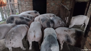 Porci de vânzare - imagine 2