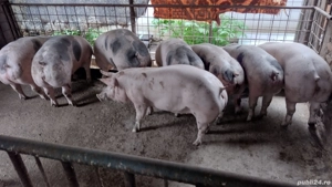 Porci de vânzare - imagine 3