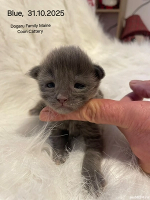 Baietel Maine Coon Pedigree - imagine 2