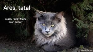 Fetita Maine Coon Pedigree  - imagine 5