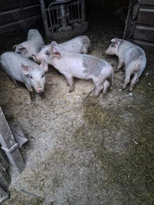 Vand purcei - imagine 3