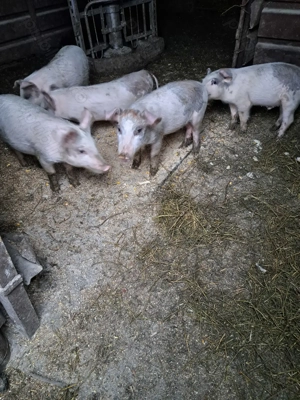 Vand purcei - imagine 2