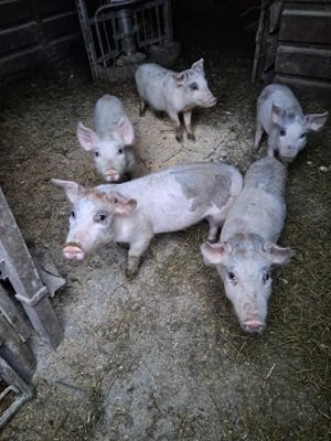 Vand purcei - imagine 5