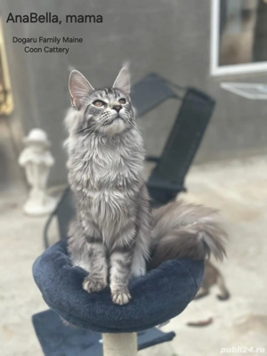 Fetita Maine Coon Pedigree  - imagine 4