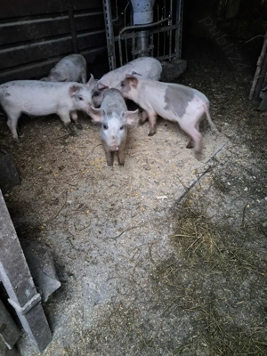 Vand purcei - imagine 4