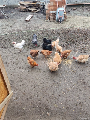 gaini de casa - imagine 2