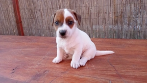 Pui Jack Russell îşi caută stăpâni!