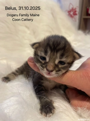 Baietel Maine Coon Pedigree