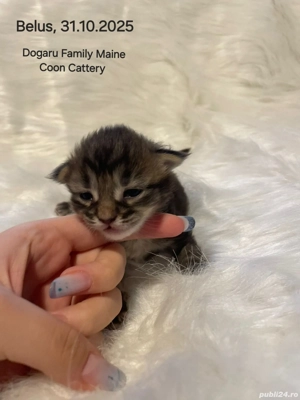 Baietel Maine Coon Pedigree - imagine 2