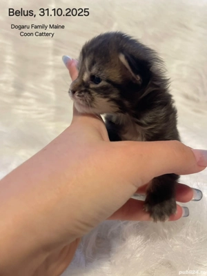 Baietel Maine Coon Pedigree - imagine 3