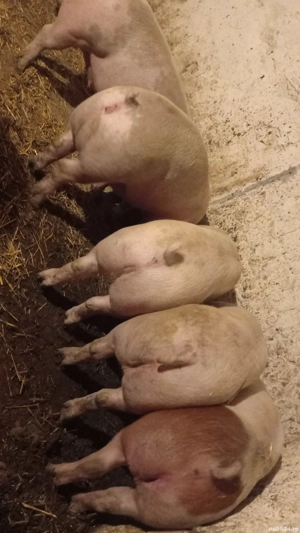 vând porcii rasă de carne 140-150 kg - imagine 3